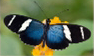 butterfly7 Coaching Students